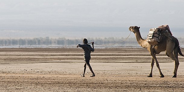 La longue marche Ces hommes qui ont pour seuls compagnons leurs chameaux à l'allure hautaine et dédaigneuse, vont remonter la route du sel jusque sur les hauts plateaux à 2000...