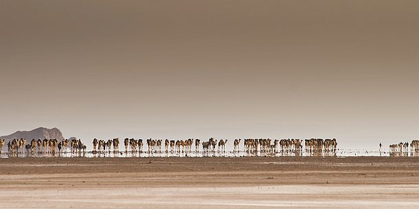 Caravane Le sel est un des fondements de notre culture. Les Afars continuent d'utliser une expression qui illustre bien la valeur de ce précieux aliment : 